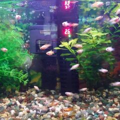 熱帯魚(ミッキーマウスプラティ)の幼魚 お譲り致します！の画像