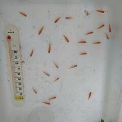熱帯魚(ミッキーマウスプラティ)の幼魚 お譲り致します！の画像