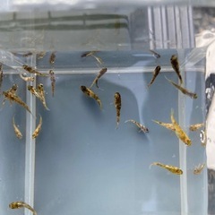 メダカ　金閣　幼魚　無選別　5匹+α　の画像
