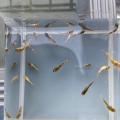 メダカ　金閣　幼魚　無選別　5匹+α　の画像