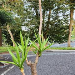 青年の木　ユッカ　エレファンティペスの画像