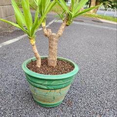 青年の木　ユッカ　エレファンティペスの画像