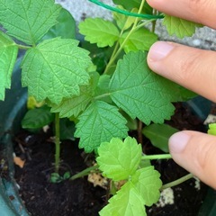 アセロラ寄せ植えの画像