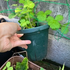 アセロラ寄せ植えの画像