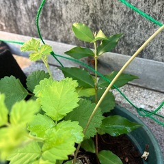 アセロラ寄せ植えの画像