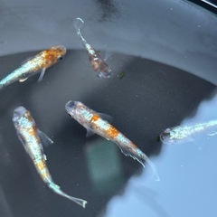 めだか　朱光菊雄1雌4の画像