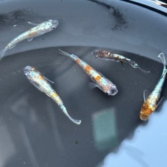 めだか　朱光菊雄1雌4の画像