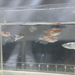 めだか　朱光菊雄1雌4の画像