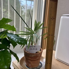 室内用観葉植物の画像