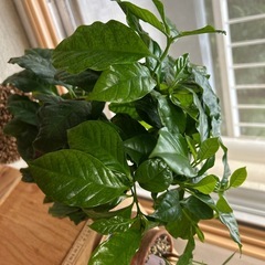 室内用観葉植物の画像