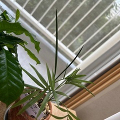 室内用観葉植物の画像