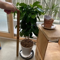 室内用観葉植物の画像