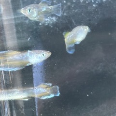 めだか　フロマージュ　8匹の画像