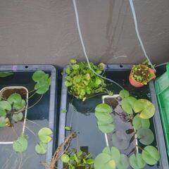 睡蓮　水草　の画像