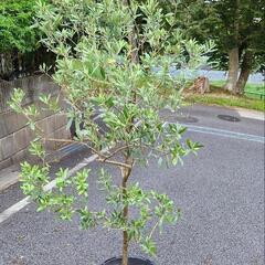 オリーブの画像