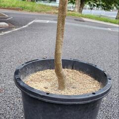 オリーブの画像
