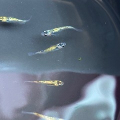 めだか　夜桜ゴールド　10匹の画像
