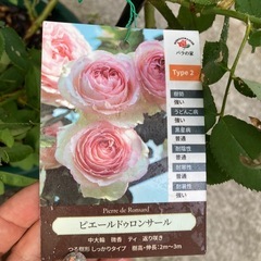 【話し中】バラ　ピエールドゥロンサールの画像