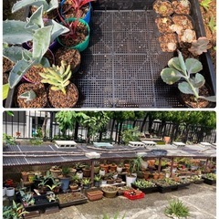 多肉植物(仔株)20鉢の画像