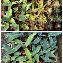 多肉植物(仔株)20鉢の画像