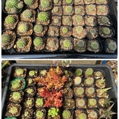 多肉植物(仔株)20鉢の画像