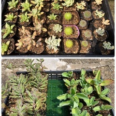 多肉植物(仔株)20鉢の画像