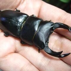 奈良県産オオクワガタ F1 ♂70.3ミリ ♀46ミリ ペアの画像