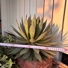 [決まりました]アガベ　フィリフェライシスメンシスの画像