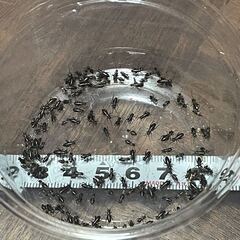 フタホシコオロギ　5mm前後の画像