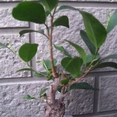 観葉植物　ガジュマル　多幸の樹　塊根植物のような根の太さの画像