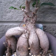 観葉植物　ガジュマル　多幸の樹　塊根植物のような根の太さの画像