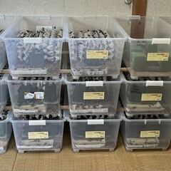フタホシコオロギ　15mm前後の画像