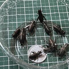 フタホシコオロギ　15mm前後の画像