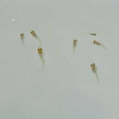 メダカ　　　べっ甲　　　今年生まれの画像