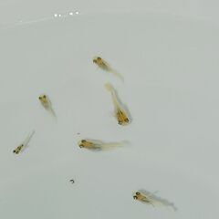 メダカ　　　べっ甲　　　今年生まれの画像