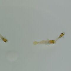 メダカ　　　べっ甲　　　今年生まれの画像