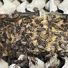フタホシコオロギ　羽あり成虫サイズの画像