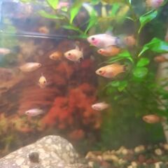 熱帯魚(ミッキーマウスプラティ)の幼魚 お譲り致します！の画像