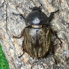 サビイロカブト（ペア）の画像