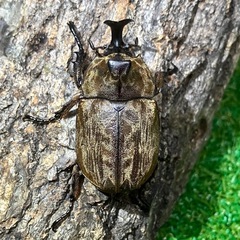 サビイロカブト（ペア）の画像