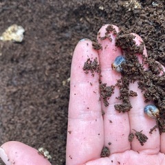国産カブトムシ幼虫　１匹50円の画像