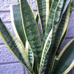 観葉植物　サンスベリア　ローレンティー　空気清浄効果　元気ですの画像