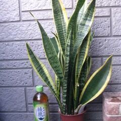 観葉植物　サンスベリア　ローレンティー　空気清浄効果　元気ですの画像