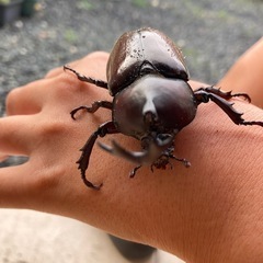 国産カブトムシ幼虫　１匹50円の画像
