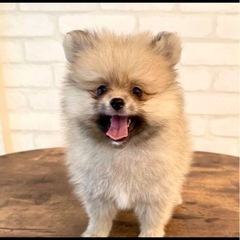 至急🐶ポメラニアン４ヶ月