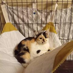 綺麗な三毛柄愛嬌たっぷり三毛猫ショショちゃん4ヶ月