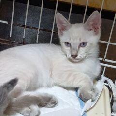 生後1ヶ月半の子猫
