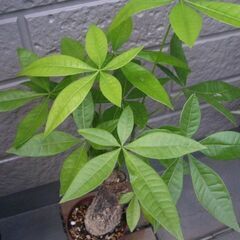 観葉植物　パキラ　管理も簡単　どんどん新芽が出ていますの画像
