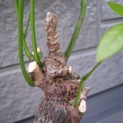 観葉植物　パキラ　管理も簡単　どんどん新芽が出ていますの画像