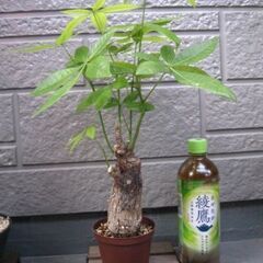 観葉植物　パキラ　管理も簡単　どんどん新芽が出ていますの画像